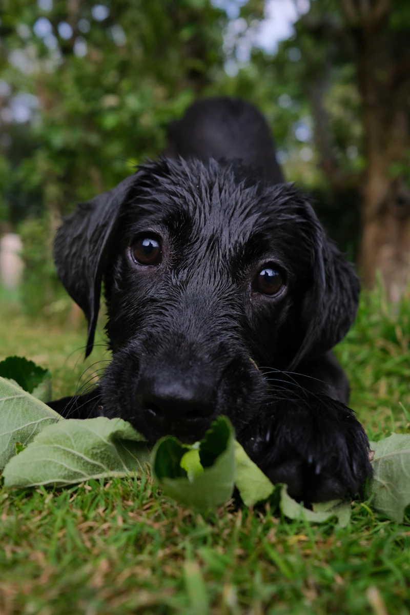 Boulder, a black male puppy with the red collar, wet from the pond and crouched on the grass