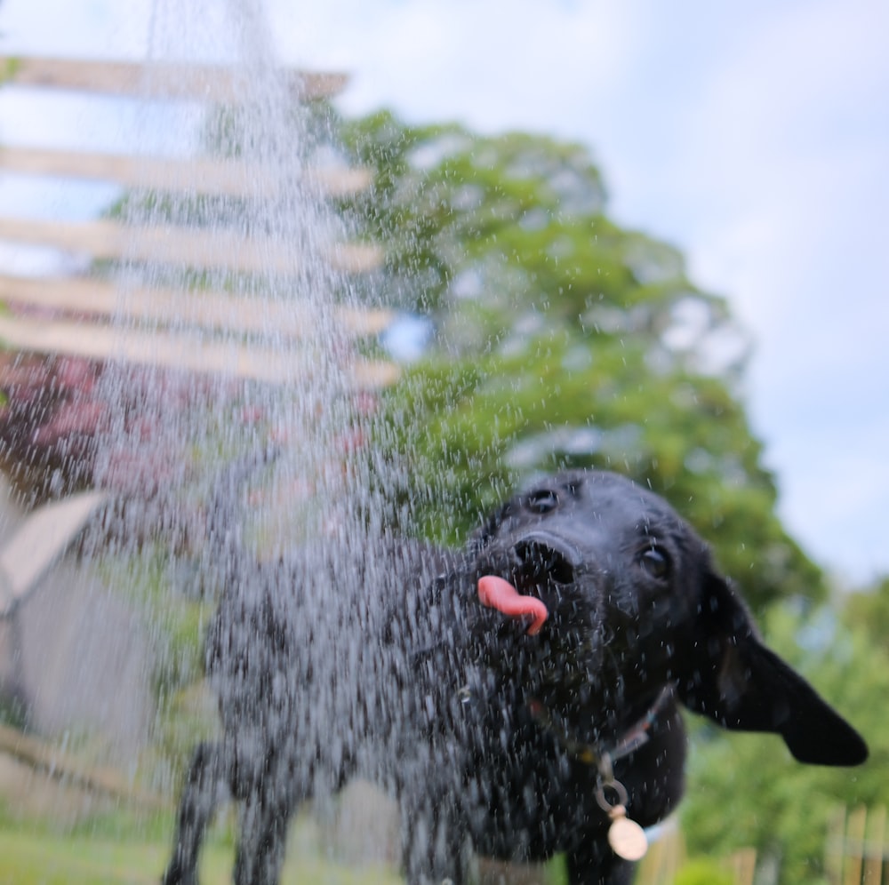 a dog with its tongue out