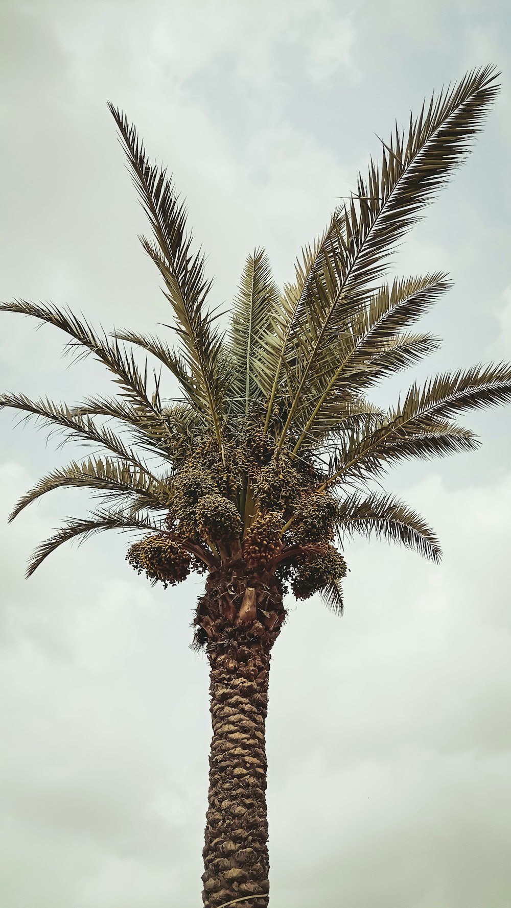 a palm tree with a cloudy sky