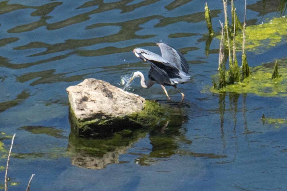 a bird on a rock in the water