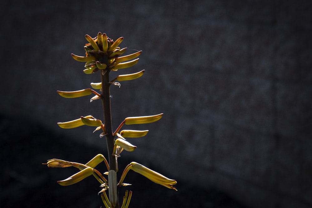 a close-up of a flower