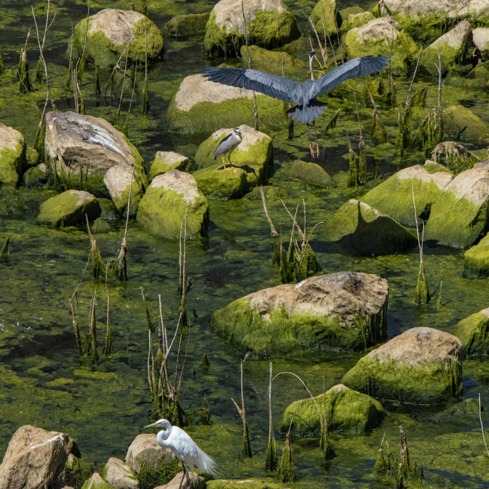 a bird flying over a pond