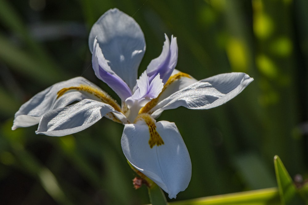 a close up of a flower