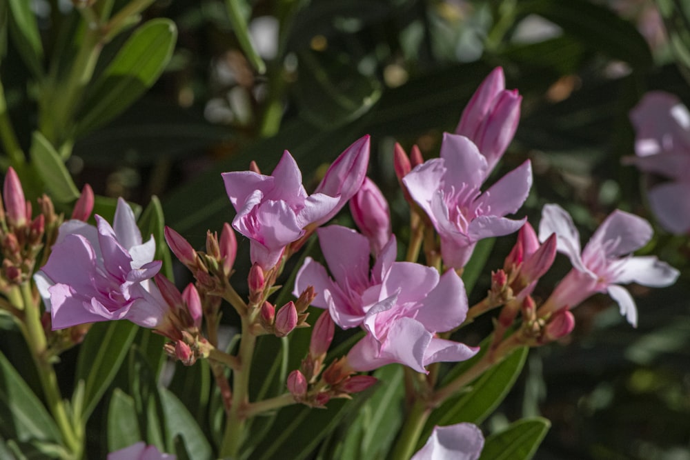 a group of flowers