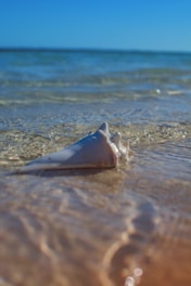 Close-up of a vibrant conch shell resting on white sand with gentle waves in the background.