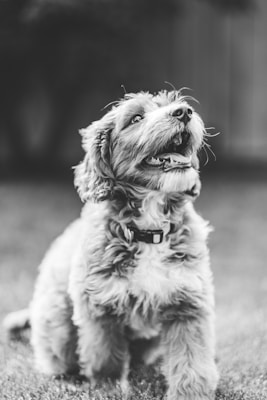 A fluffy dog with a joyful expression, looking upwards. The image is in black and white, enhancing the texture of the dog's fur.