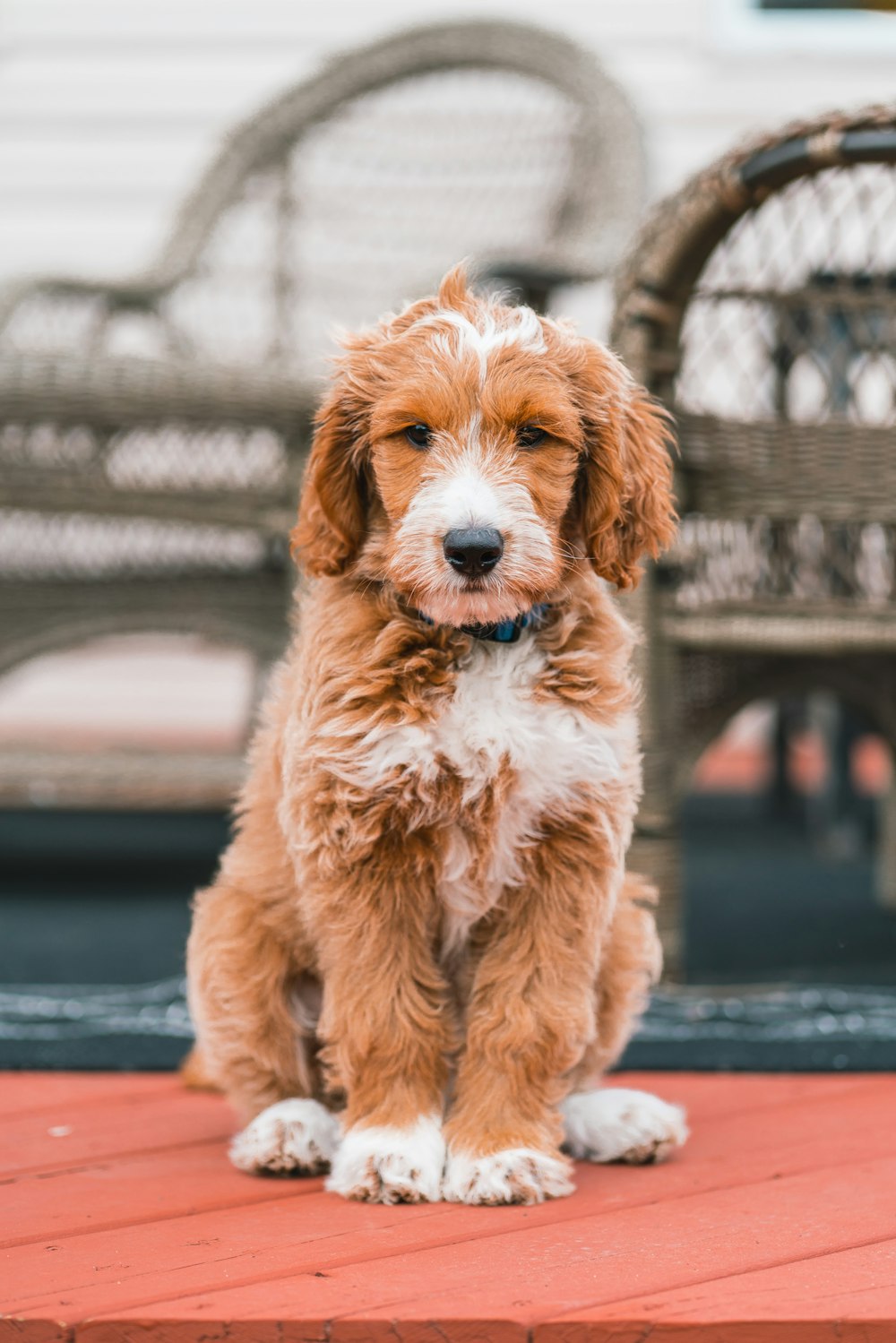 a dog sitting on a red surface