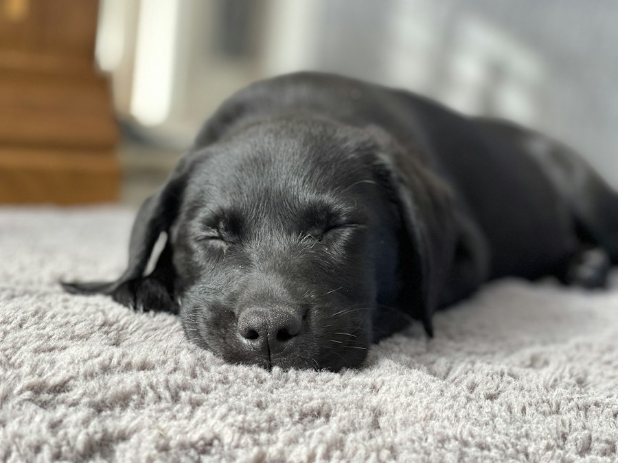 A black Labrador asleep on pale, freshly cleaned carpet