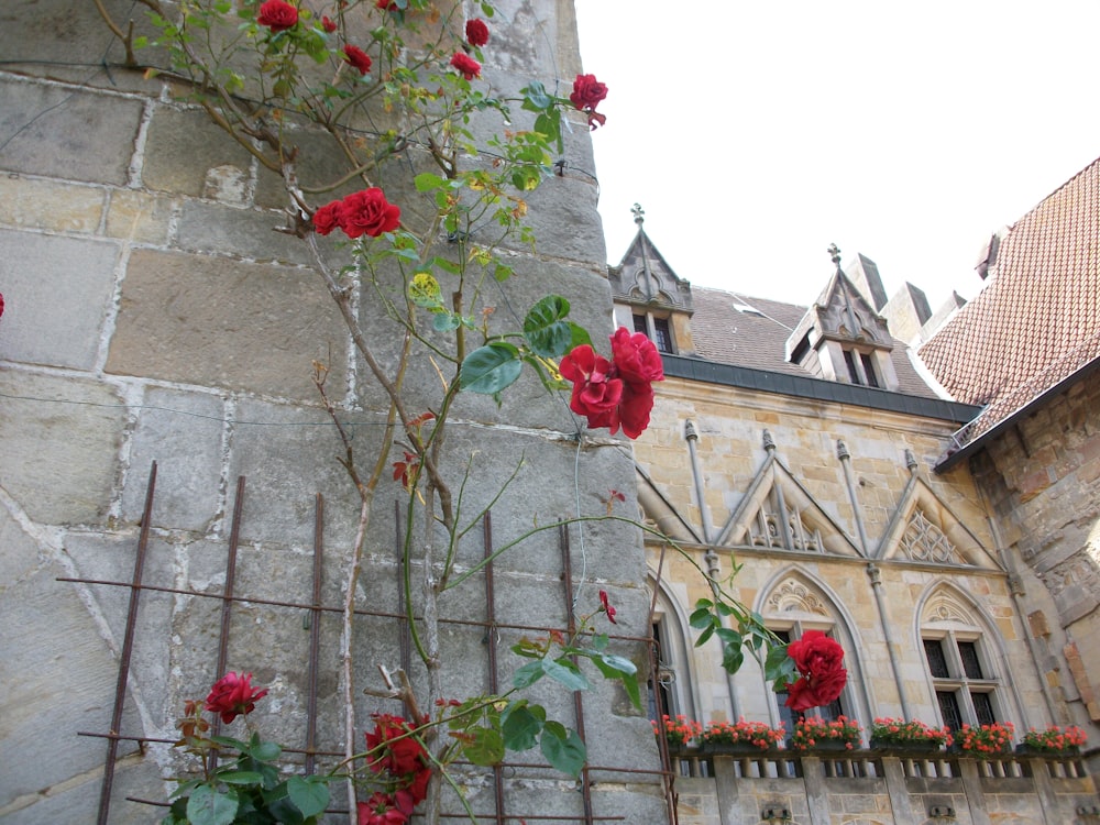 a tree with flowers in front of a building