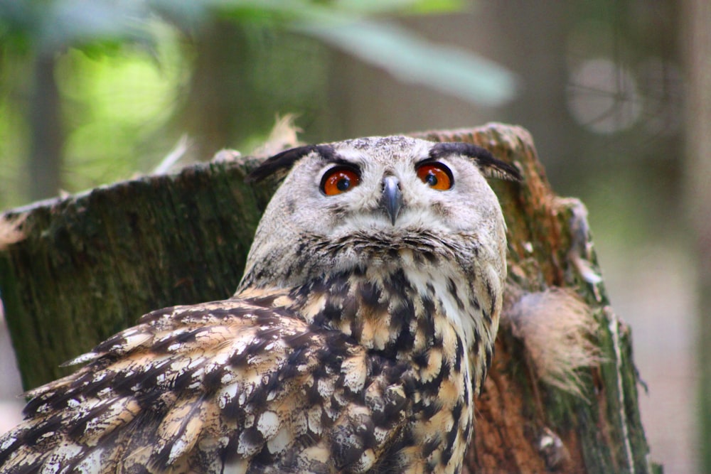 a bird with orange eyes