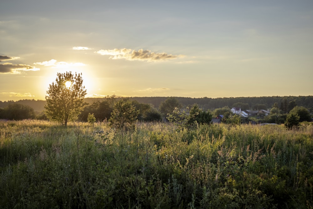 a field of grass and trees with the sun setting