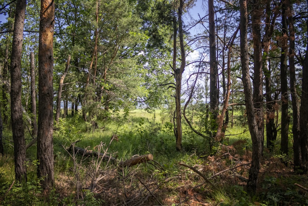 a forest with trees