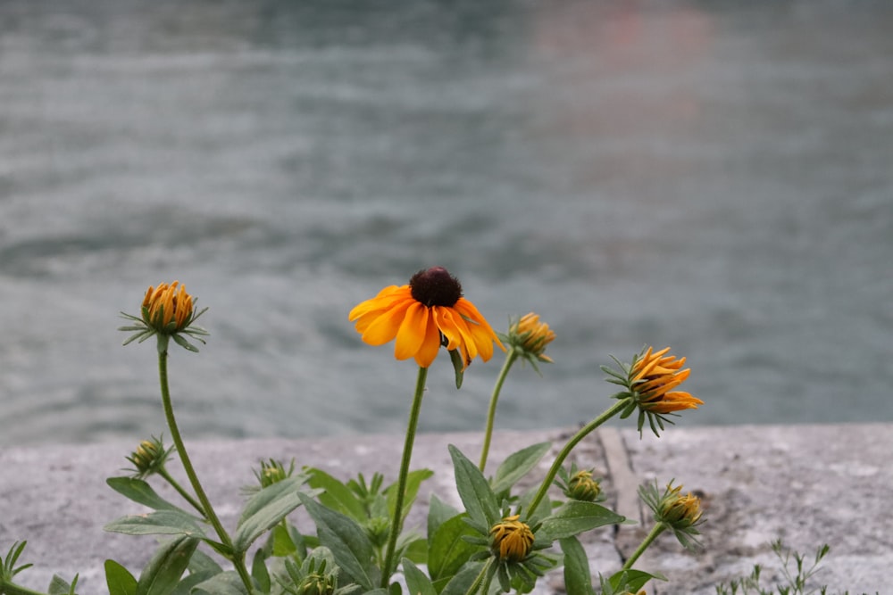 a group of sunflowers by the water
