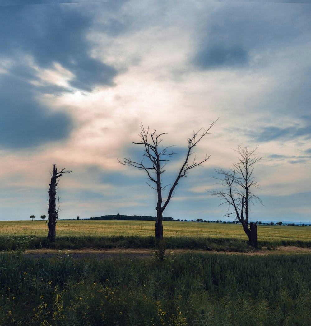 a group of trees in a field