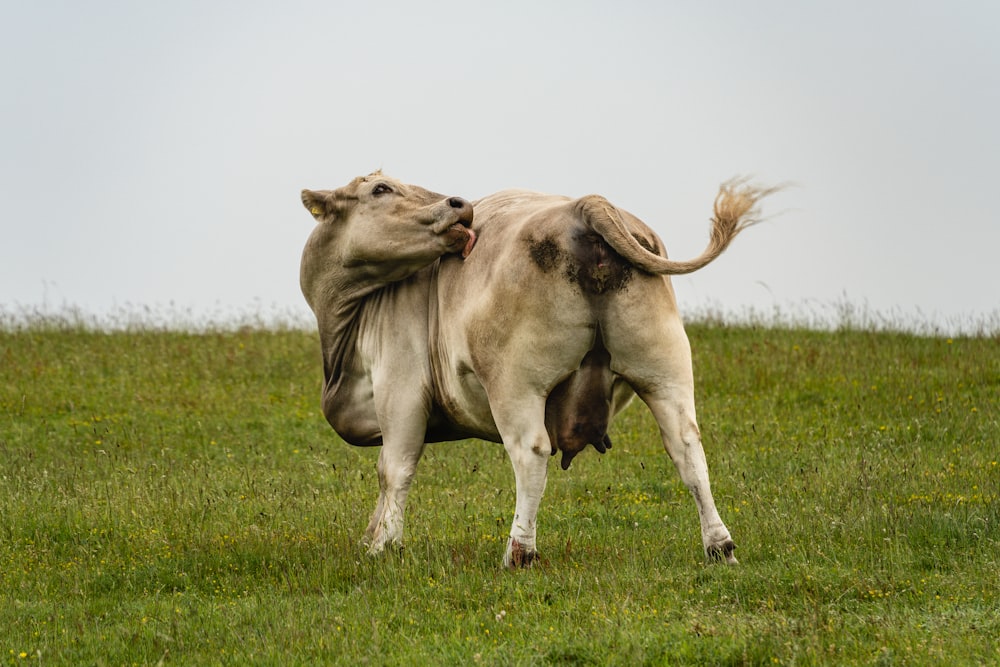 une vache marchant dans un champ couvert d’herbe