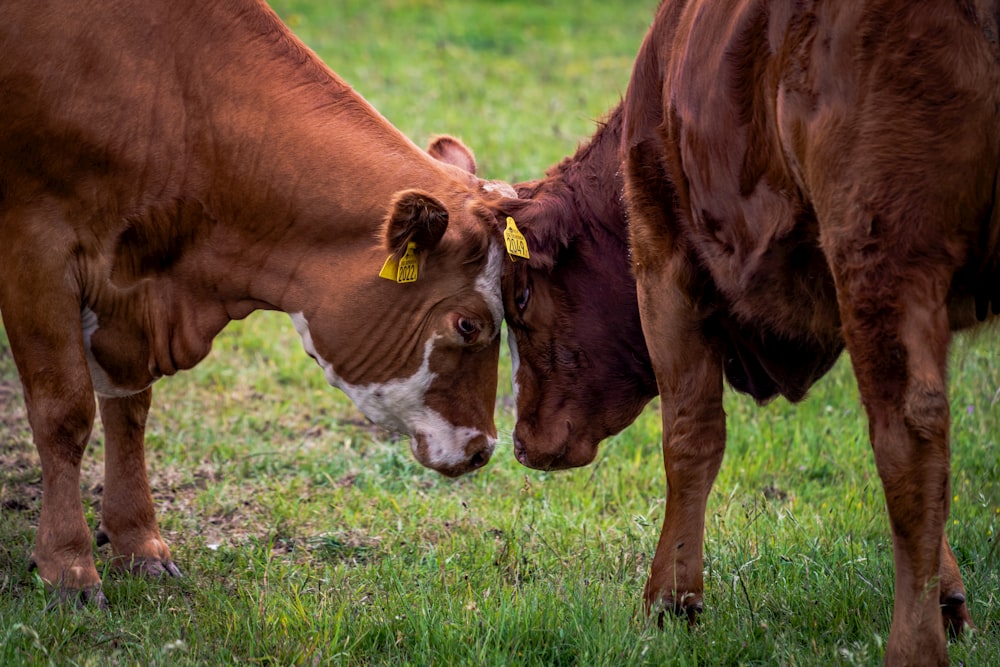 Une vache paissant sur un champ verdoyant