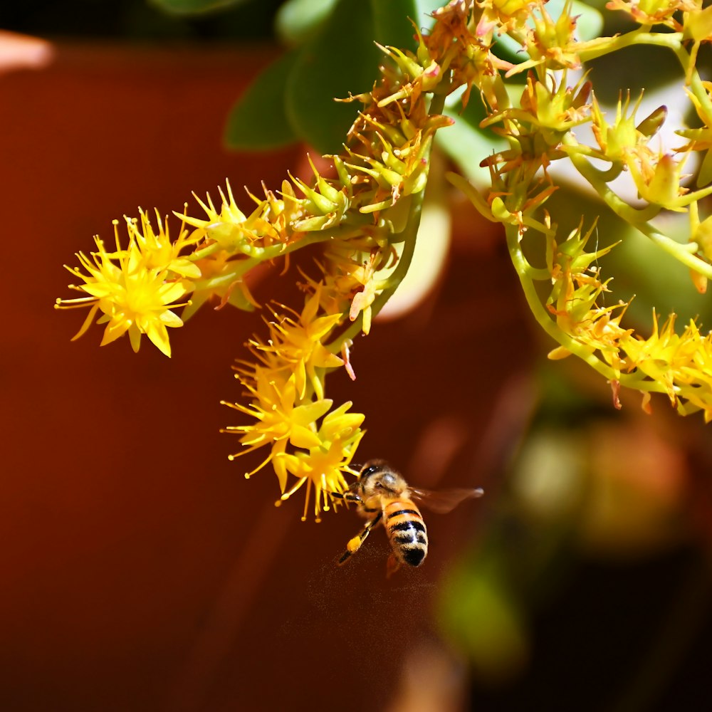 a bee on a flower