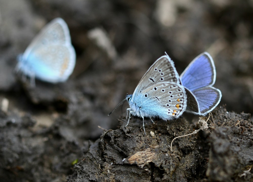 a butterfly on a rock