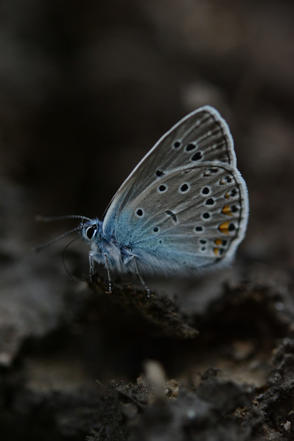 a butterfly on a rock