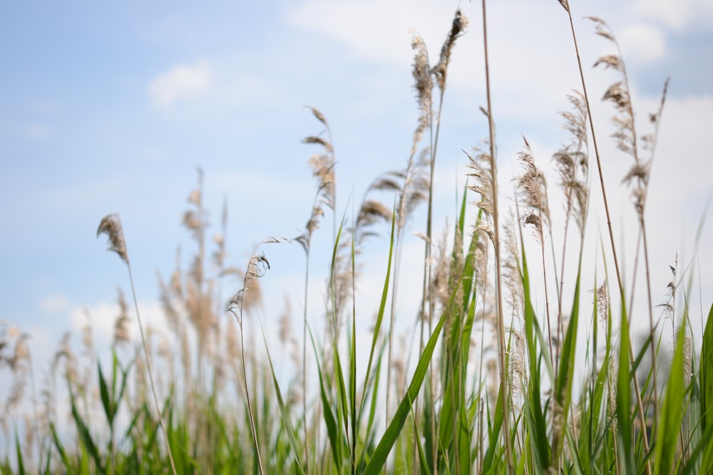 a field of wheat