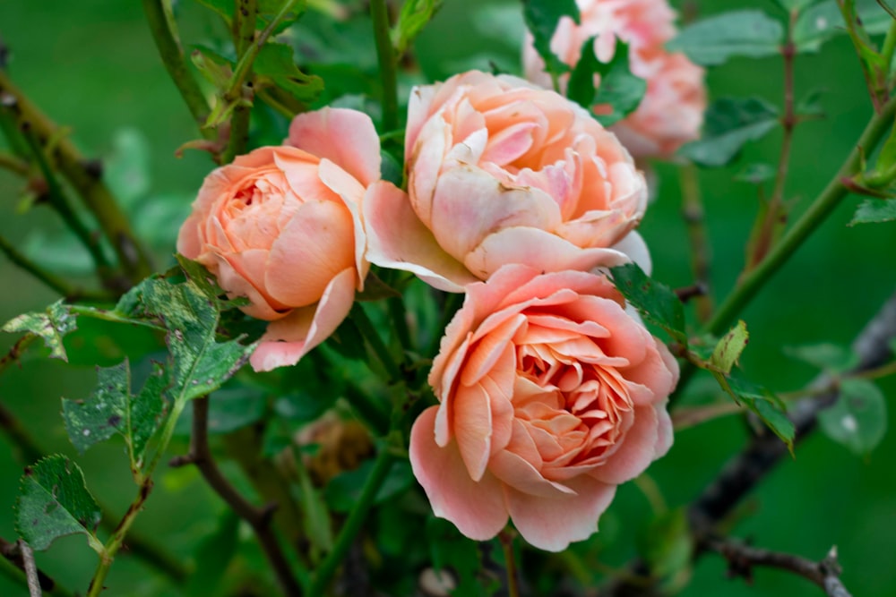 a group of pink flowers