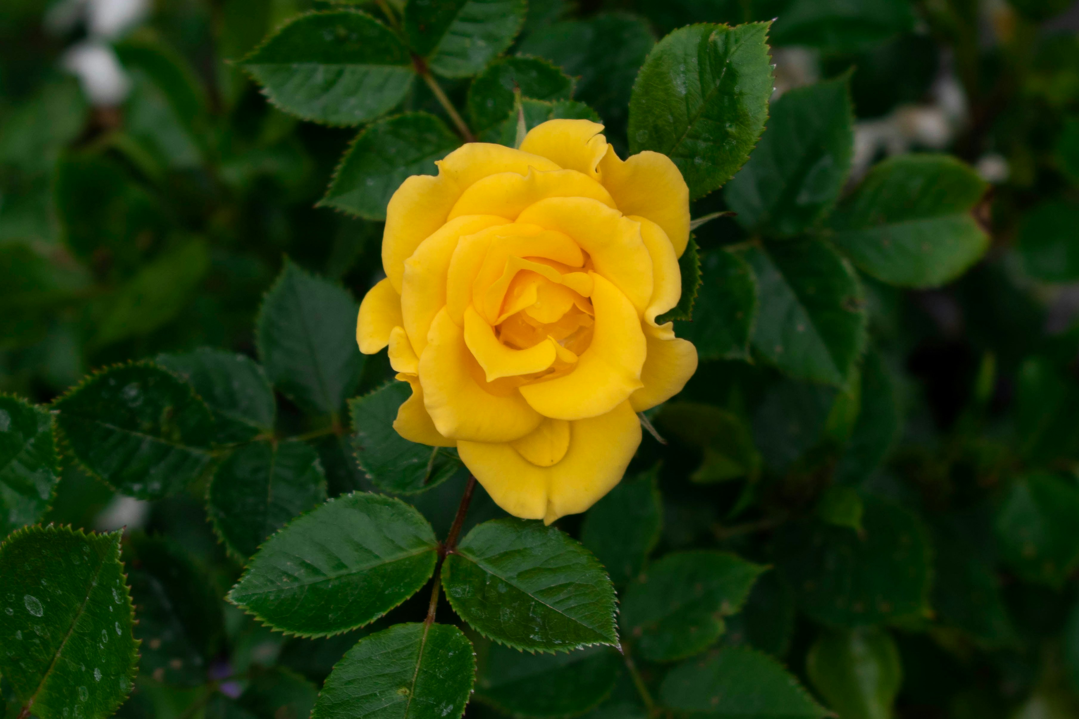 Photo by infinitecreations21