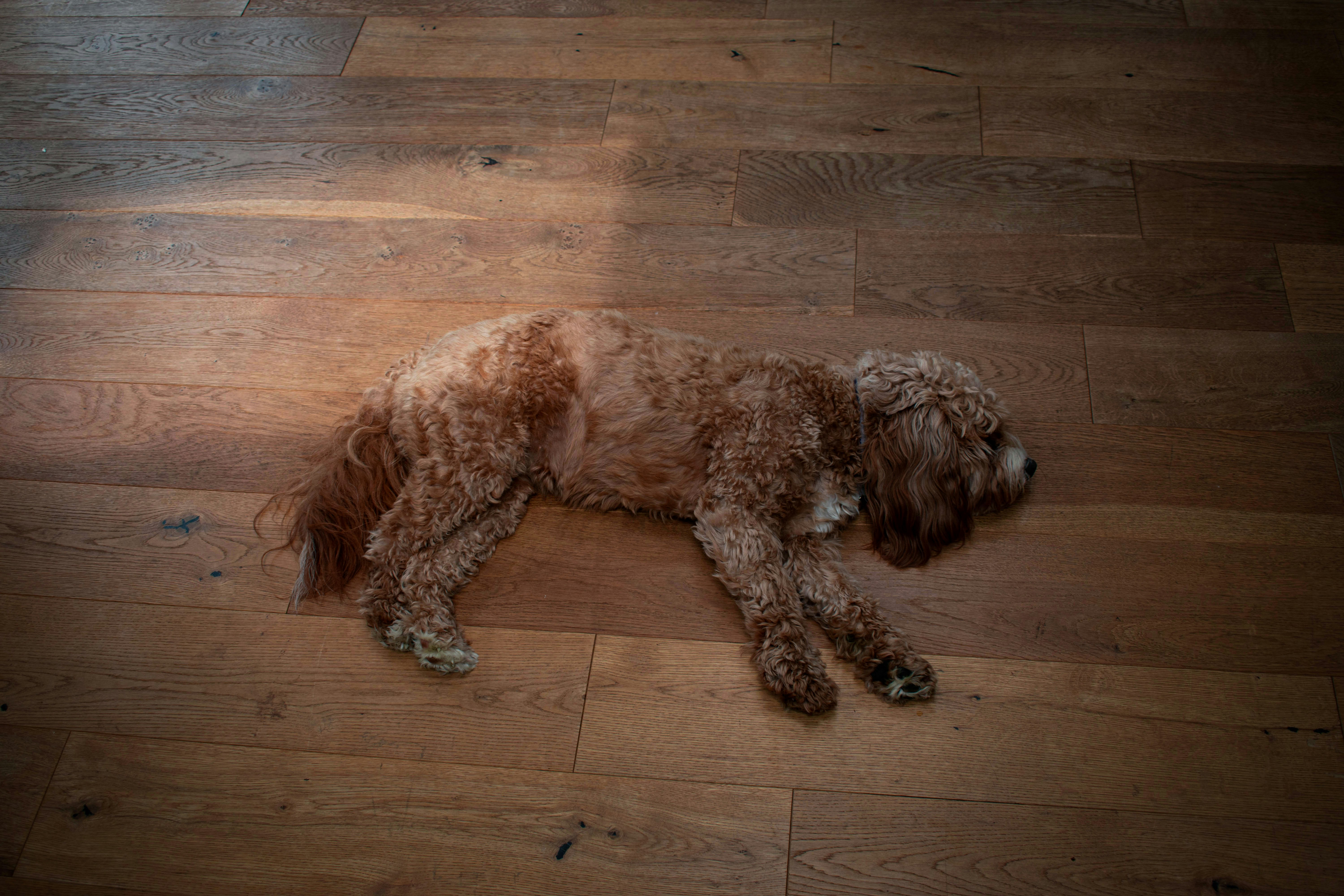 Cavapoo puppy sitting on a soft rug