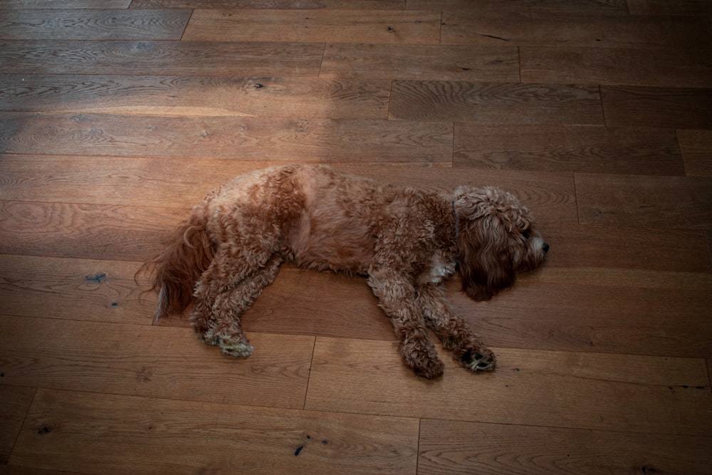 a dog lying on a wood floor