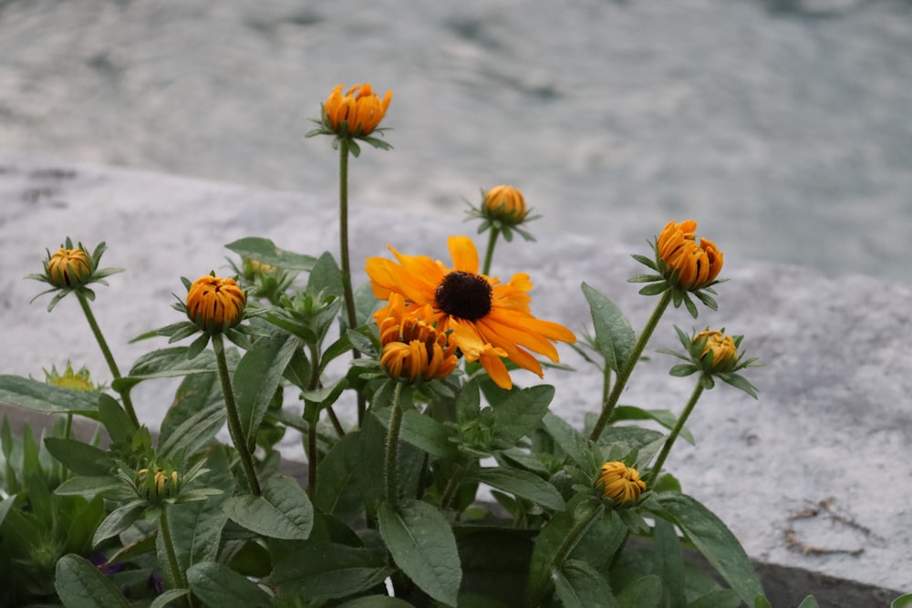 a group of sunflowers