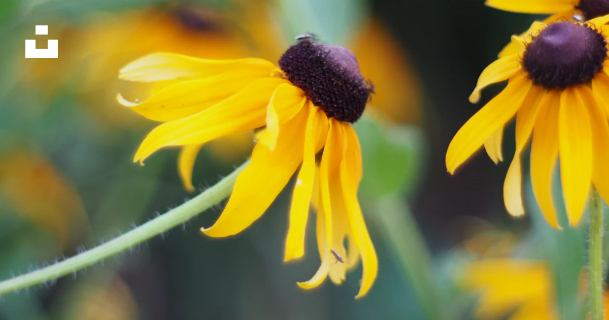 A close up of a flower photo – Free Pollen Image on Unsplash