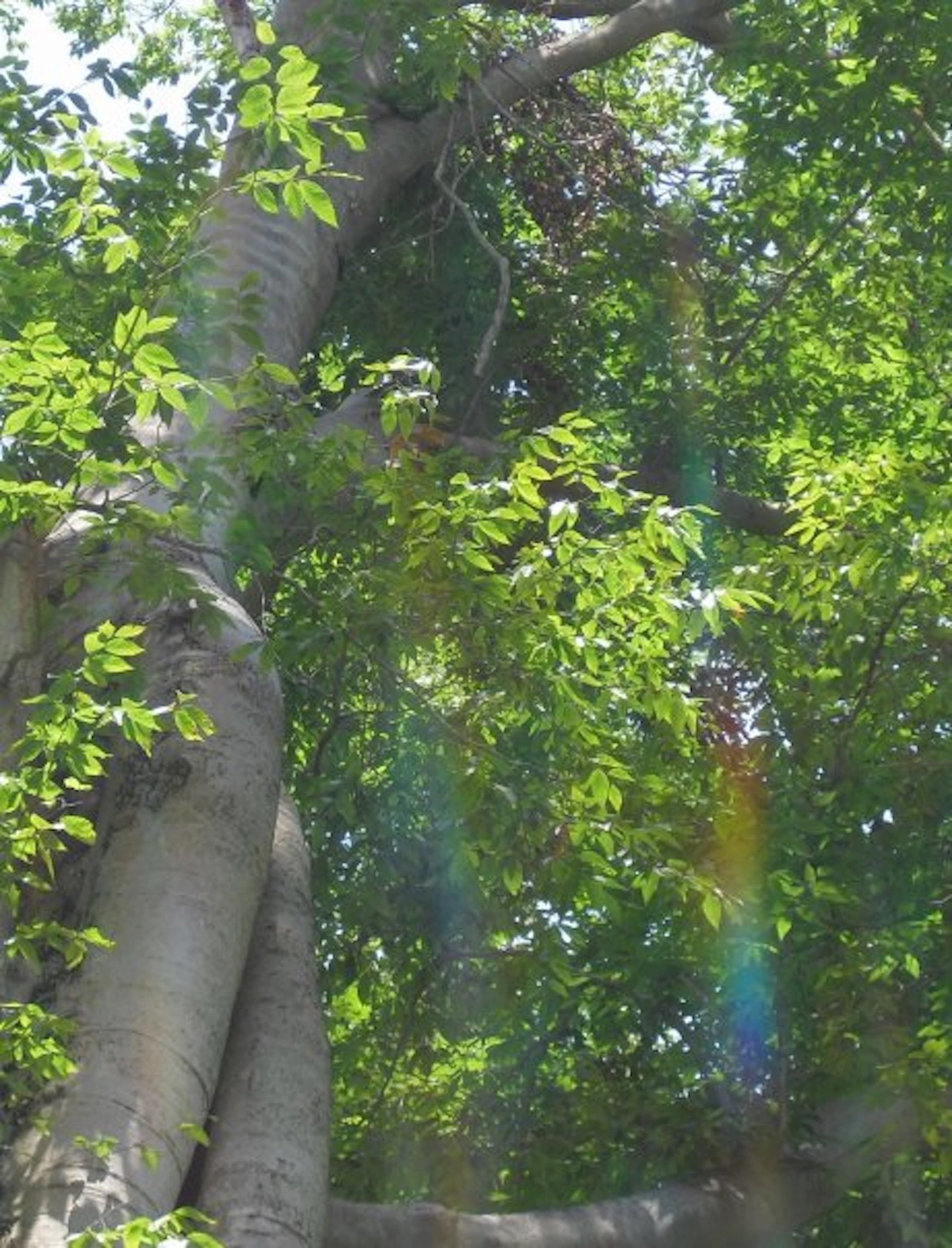 a tree with a rainbow in the background