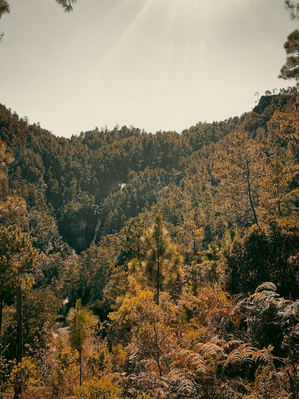 a forest of trees