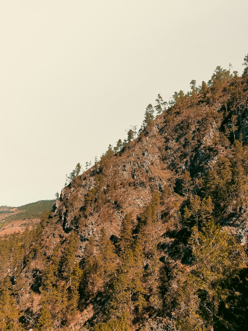 a hill with trees on it