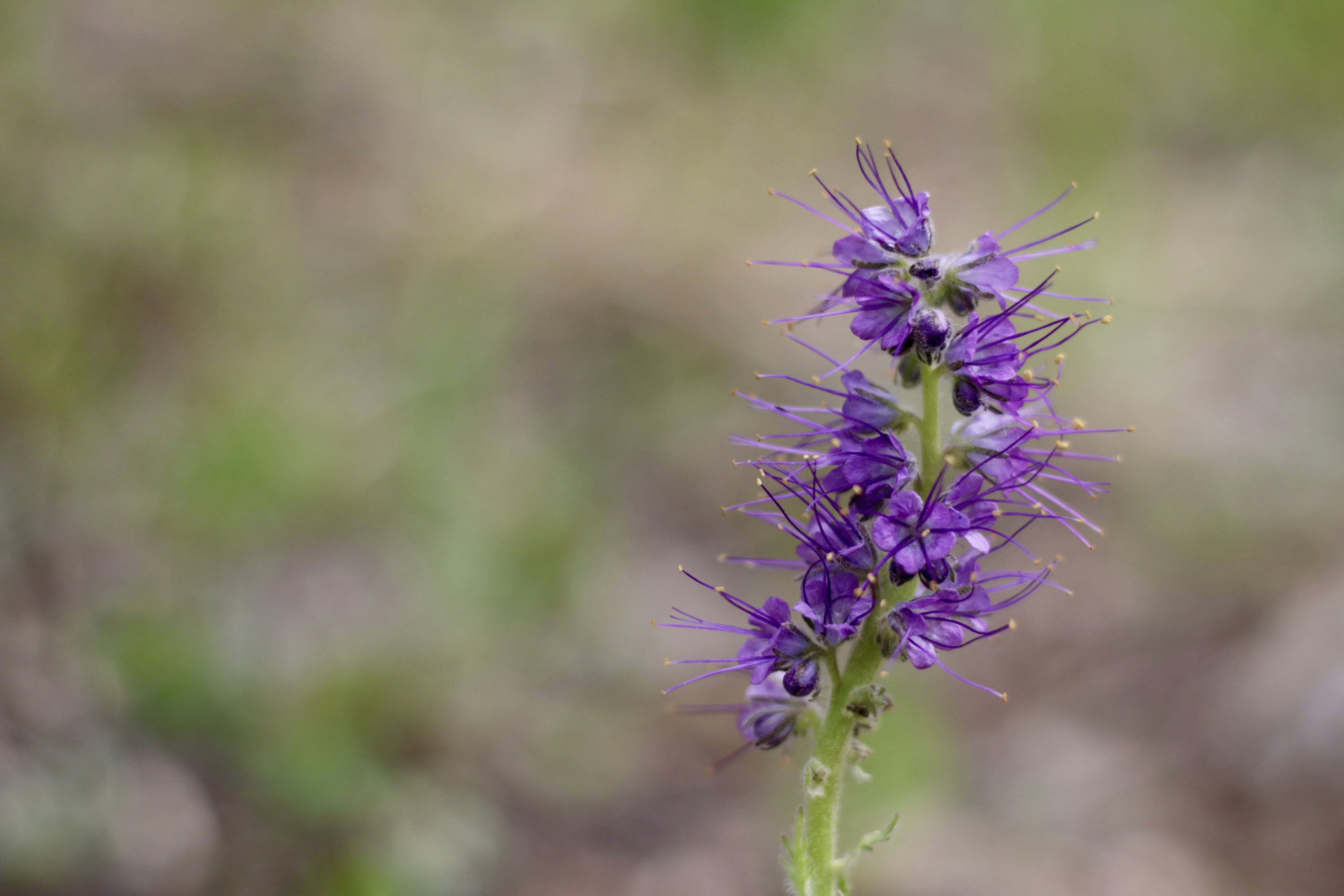 a close up of a purple flower