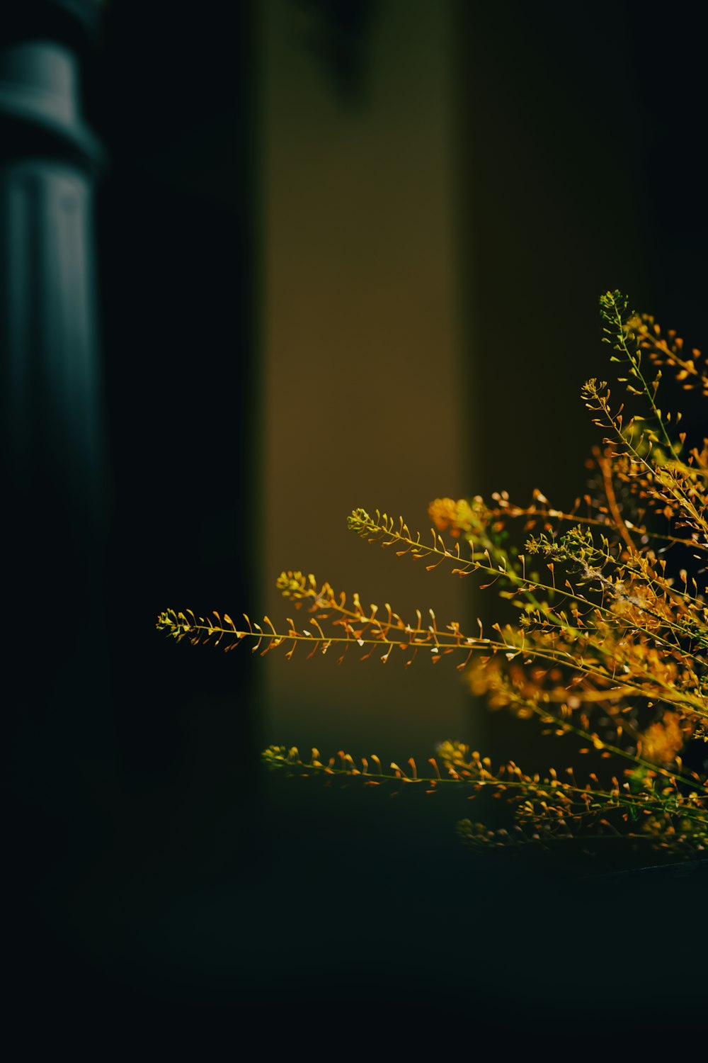 una planta con hojas amarillas
