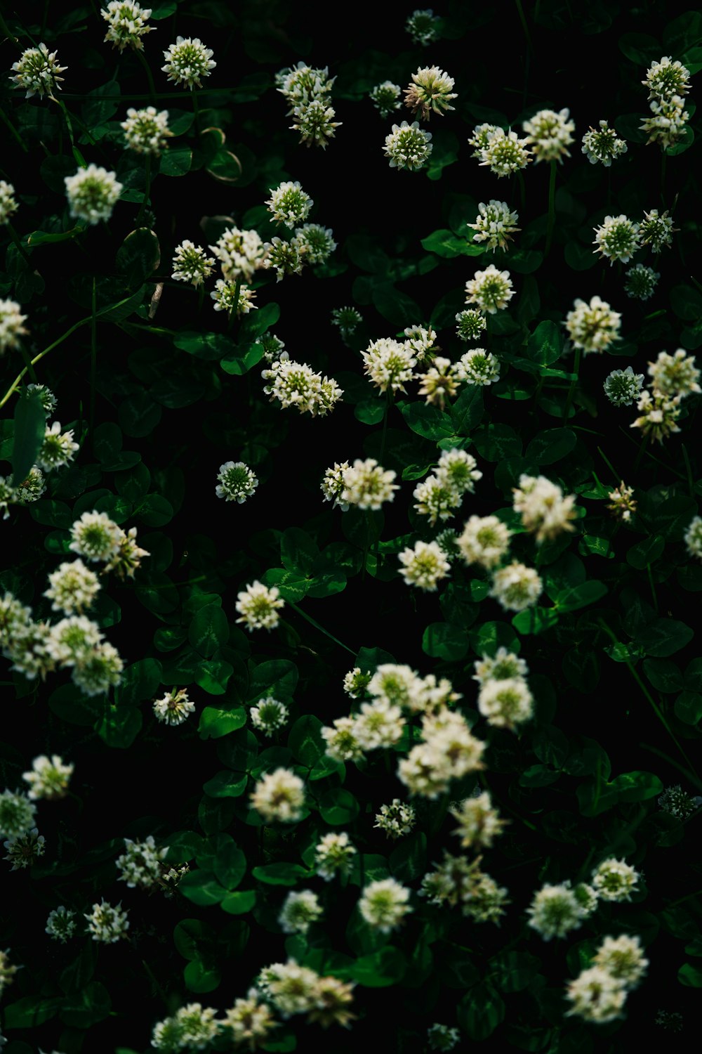 a bush with white flowers