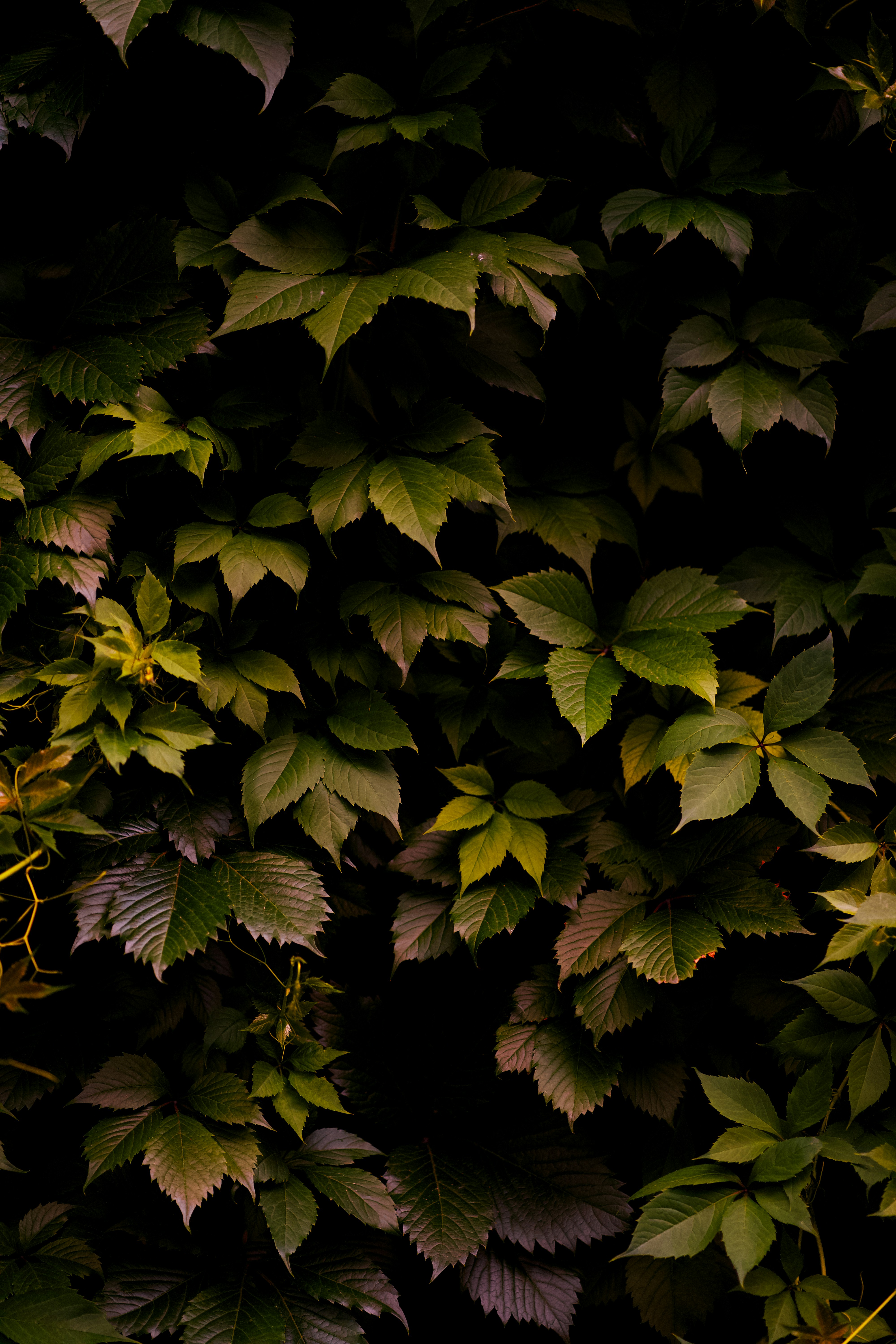 Photo by koshiera