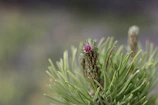 Close-up of a pine branch symbolizing welcome and endurance.