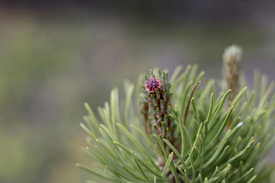 Close-up of a pine branch symbolizing welcome and endurance.