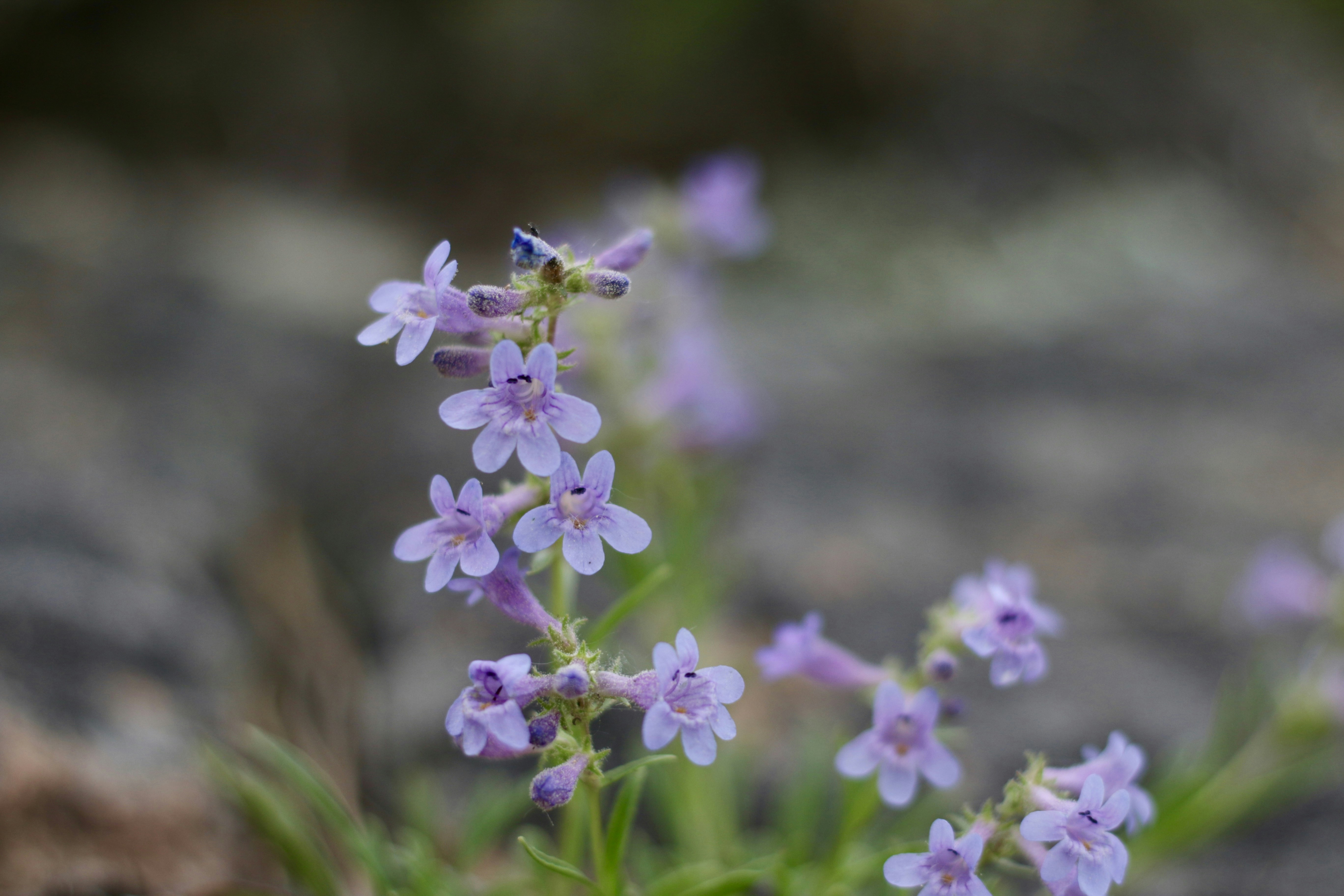 Penstemon