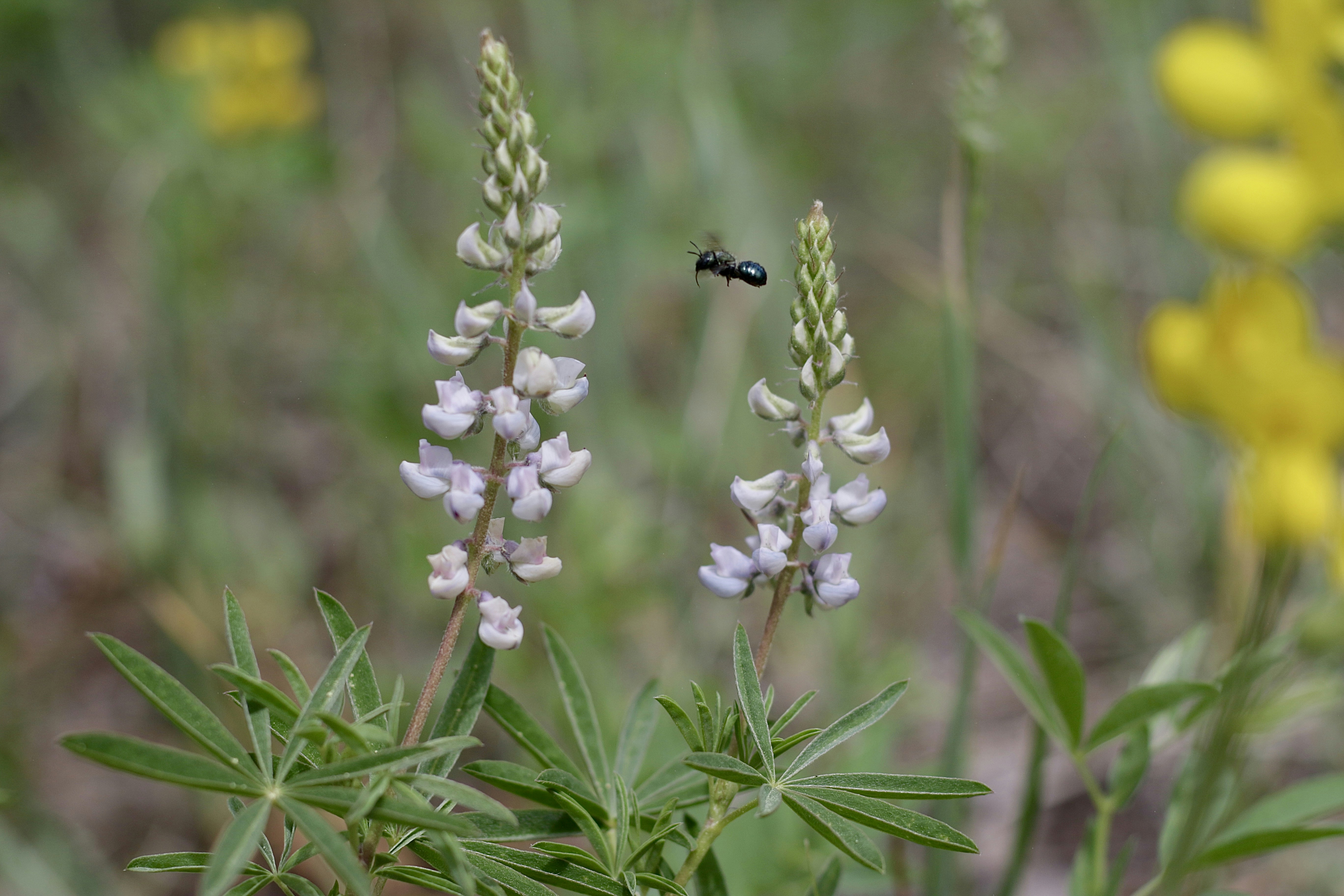 a bee on a flower
