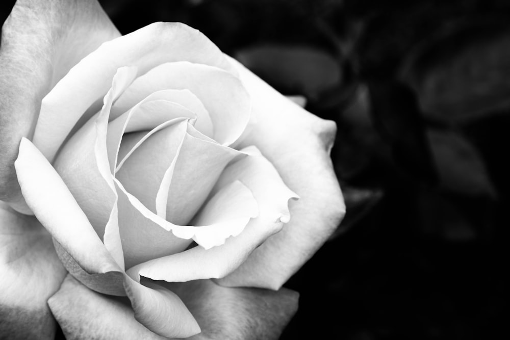 Un primo piano di una rosa bianca