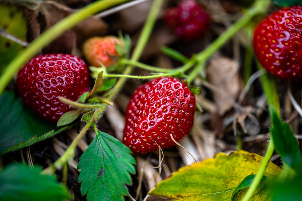 a group of red strawberries