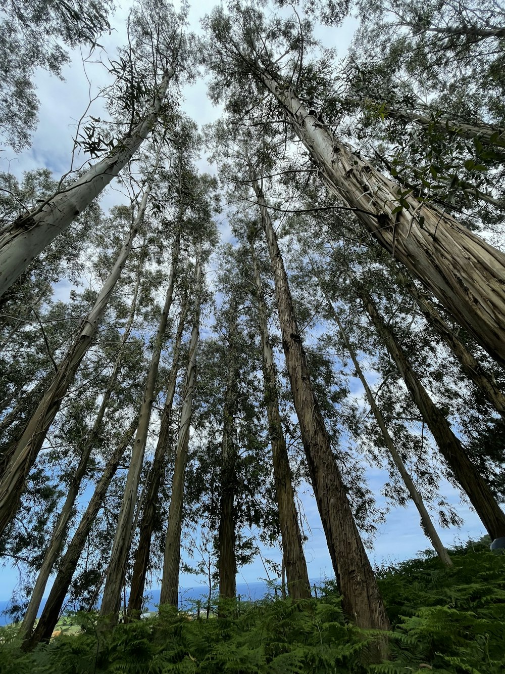 a group of tall trees