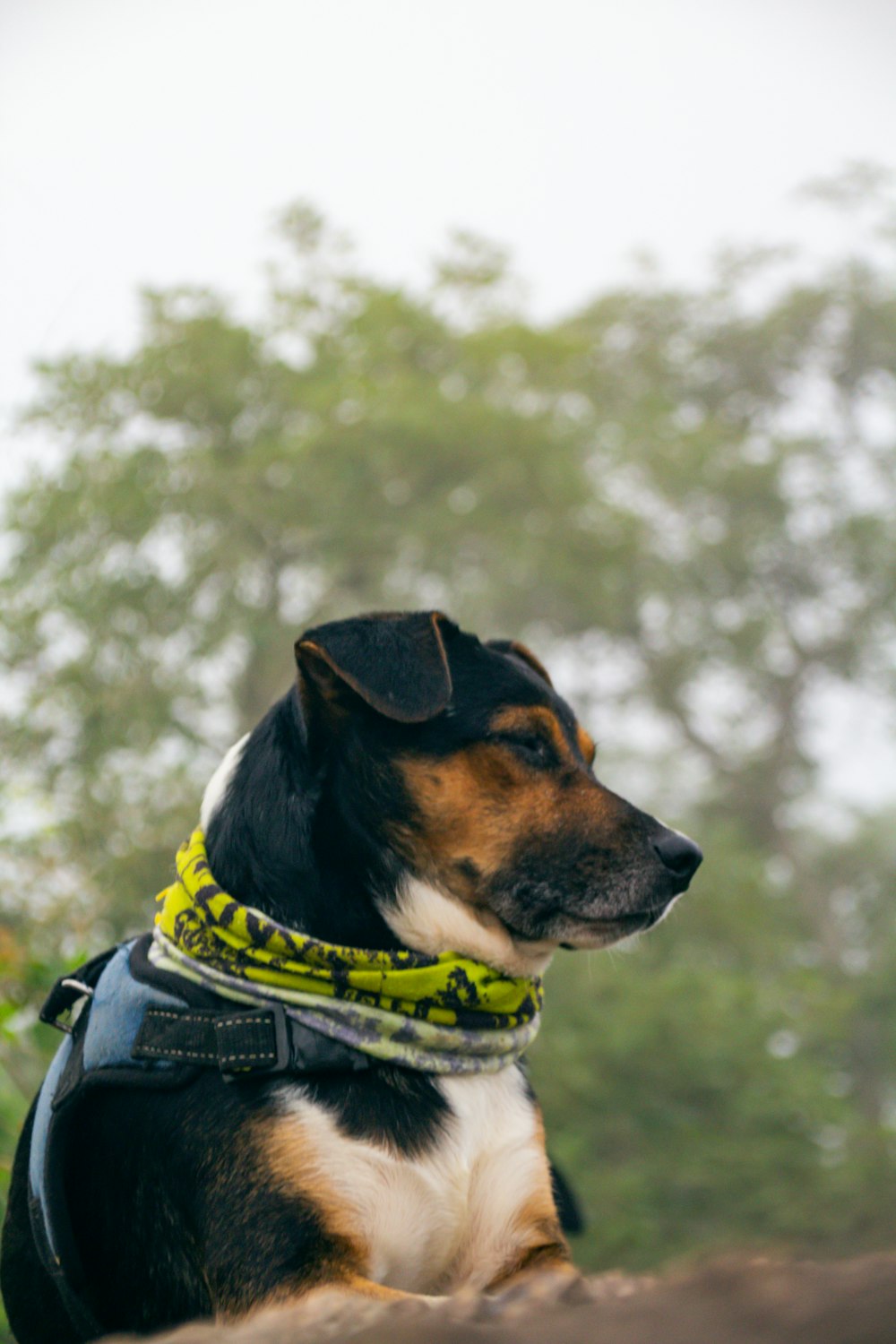 a dog wearing a vest