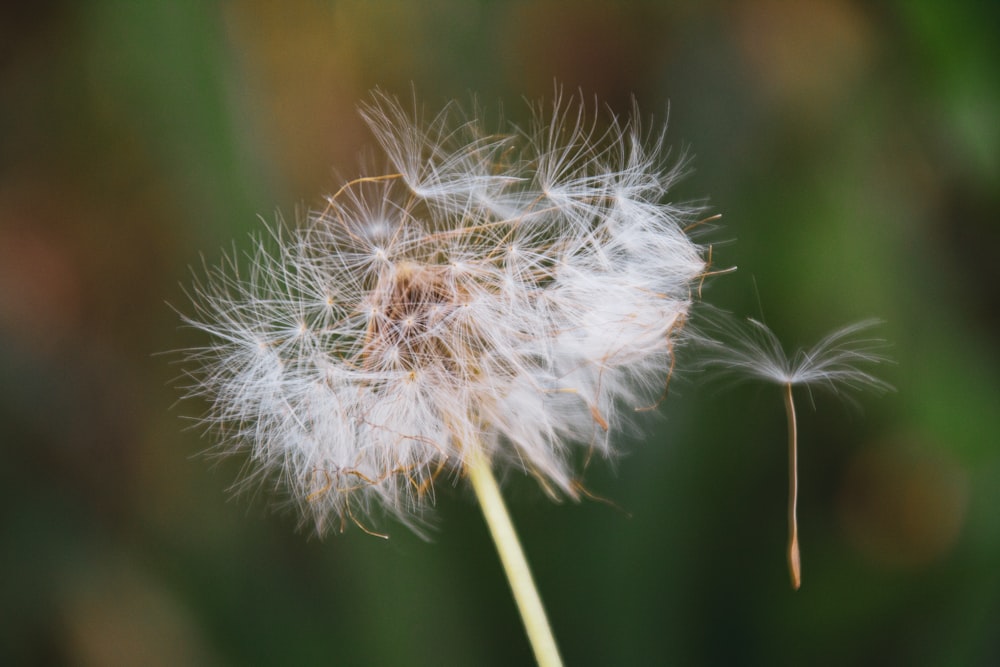 a close up of a dandelion flower