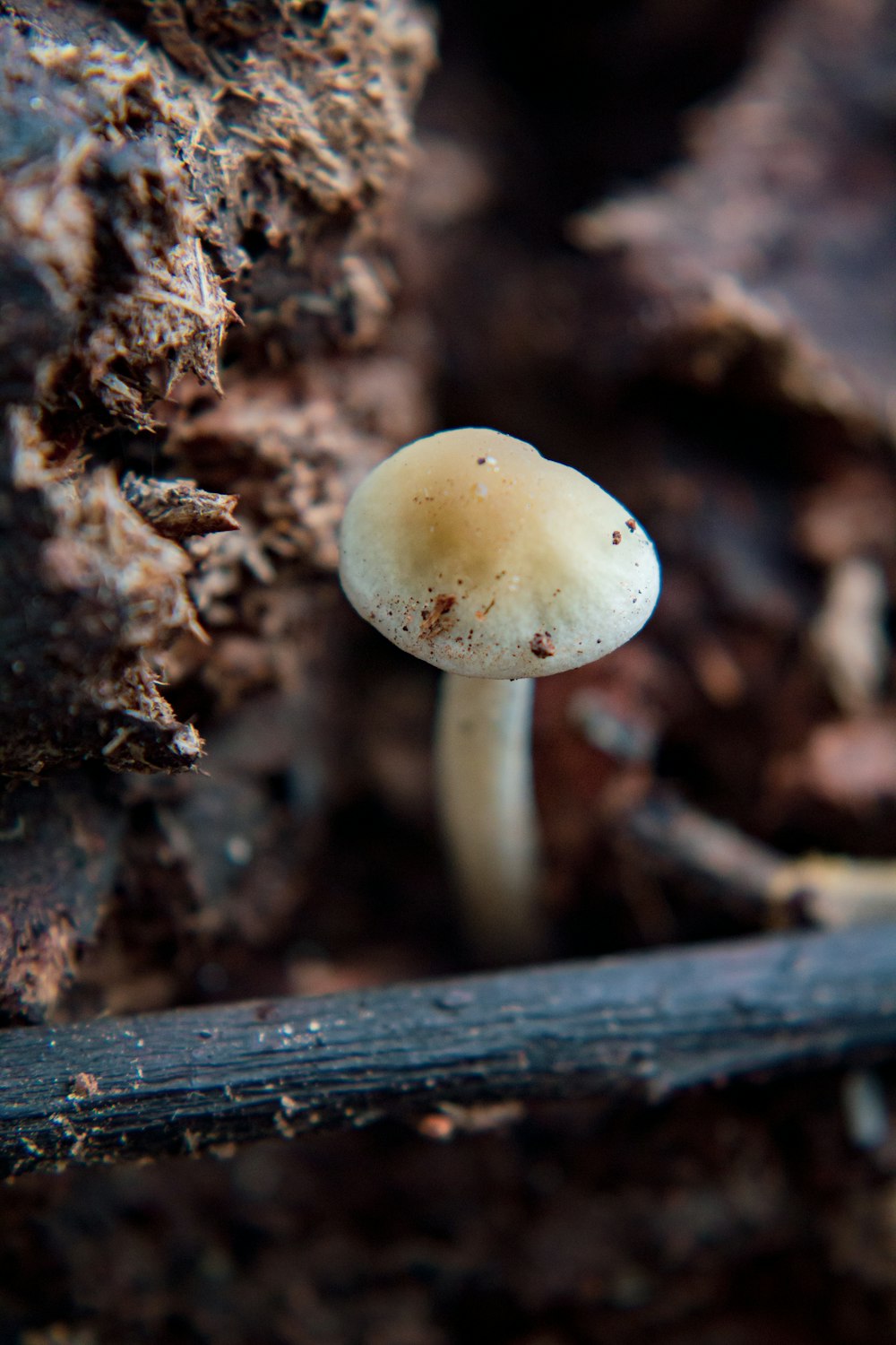 a mushroom growing out of the ground