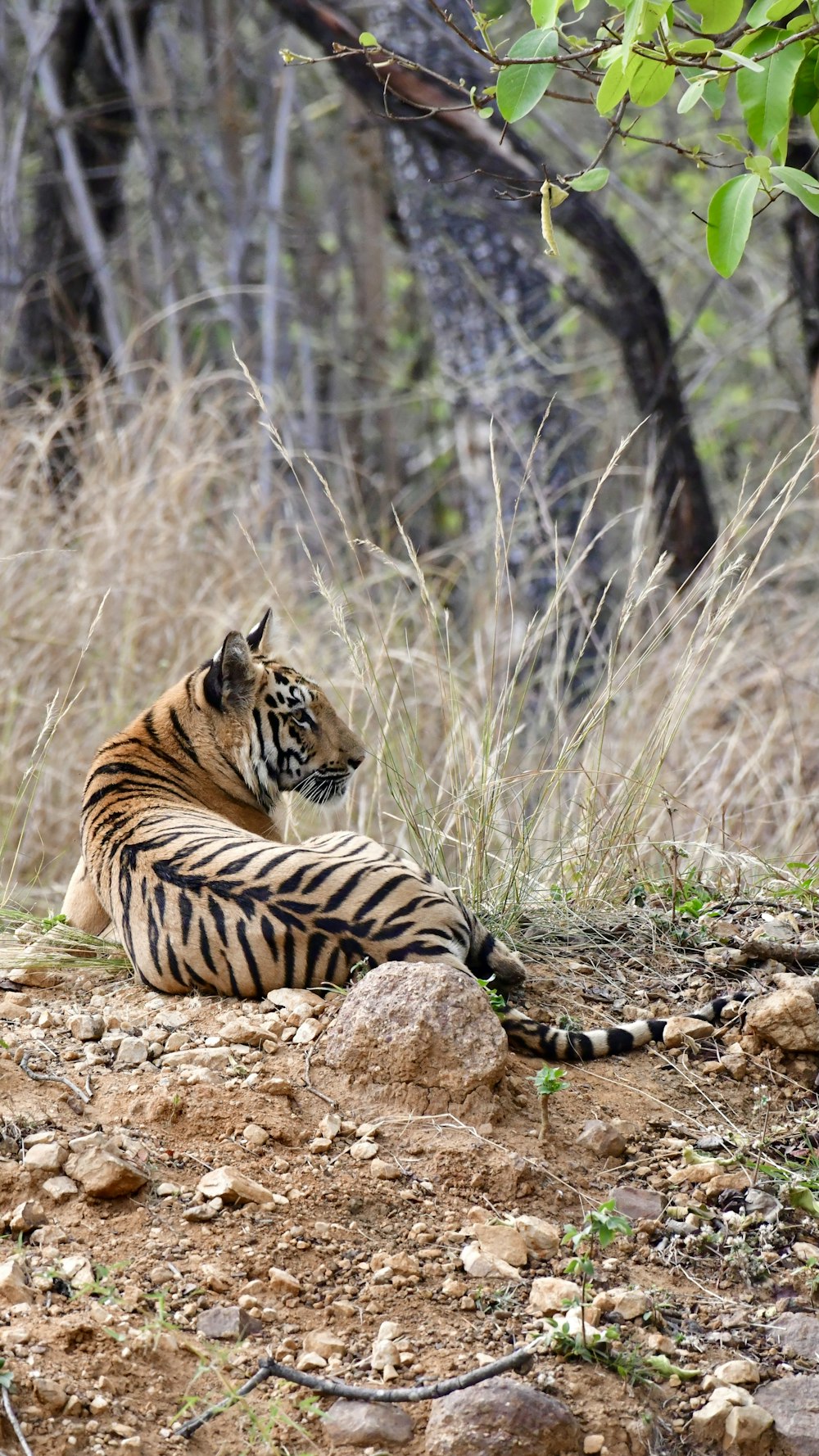 a tiger lying on the ground