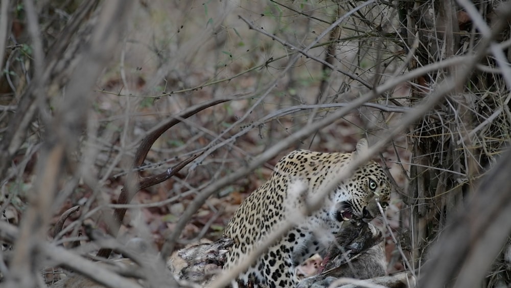 a leopard in a tree