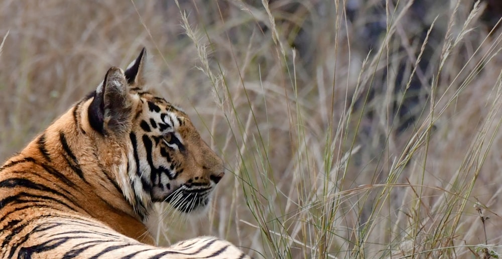 a tiger in a field